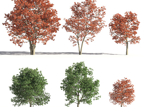 Modern Red Oak Landscape Tree