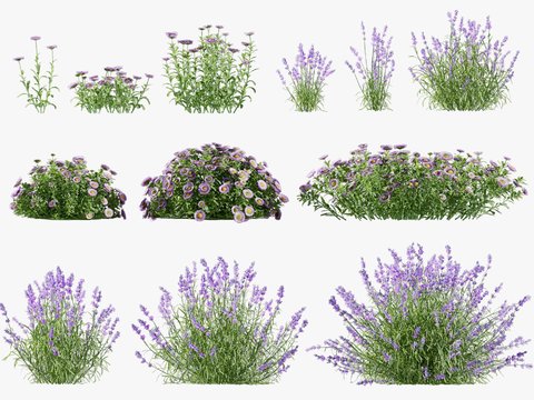 modern plants flowers and herbs lavender flying canopy grass