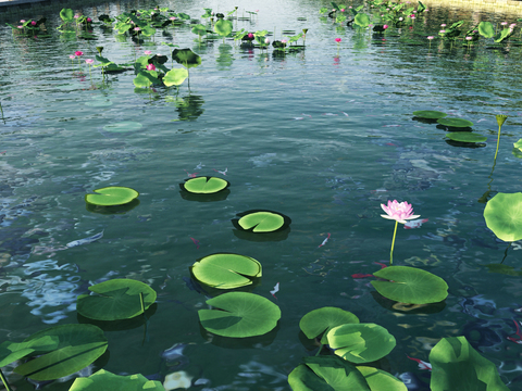 Modern Lotus Lotus Leaf Fish Pond Landscape