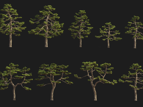 Modern Black Pine Landscape Tree