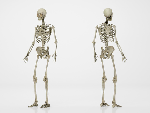 human skeleton