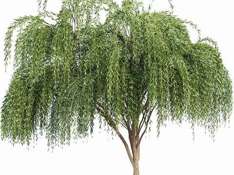 Modern Willow Landscape Tree