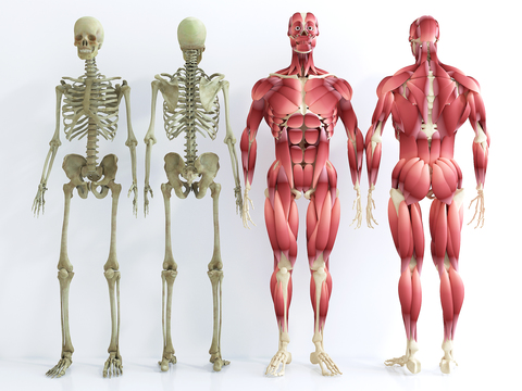 human skeletal muscle structure