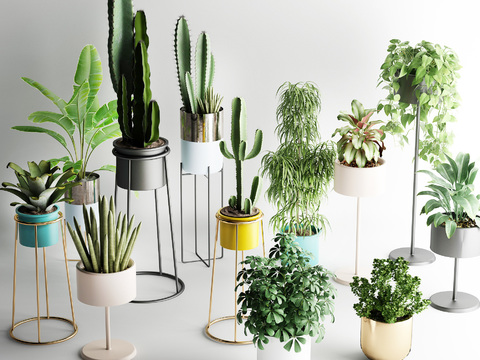 Nordic plants green plants potted flowers plants green plants