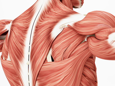 human skeletal muscle medical specimen