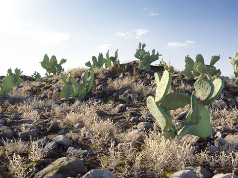 Desert Badlands Meadow Cactus