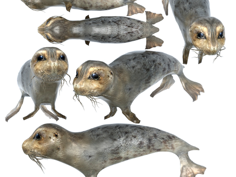 Modern ringed seal