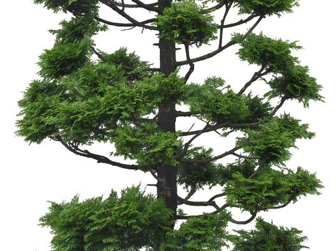 plant landscape tree psd