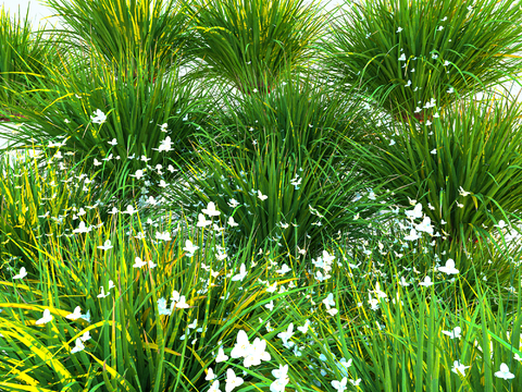 Landscape Grass Wild Flowers Wild Grass