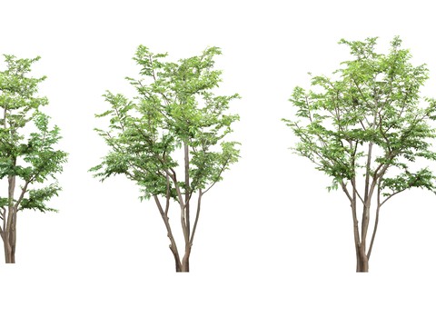 big trees trees landscape trees psd