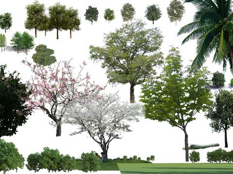 modern maple cherry tree trees landscape tree psd