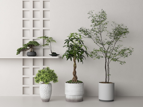 Pine potted fern bonsai