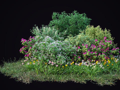 Shrub Flower Plants