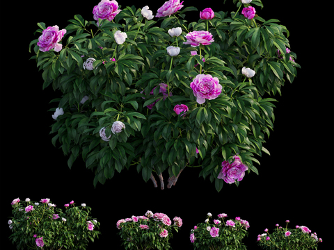 peony plants flowers