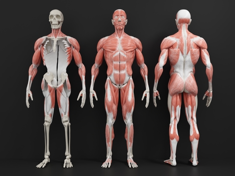 Modern Medical Human Muscle Structure