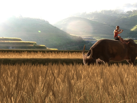 Natural wind shepherd boy wheat field landscape