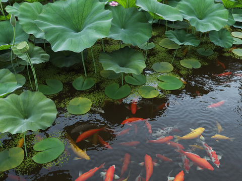 Natural wind carp group lotus pond