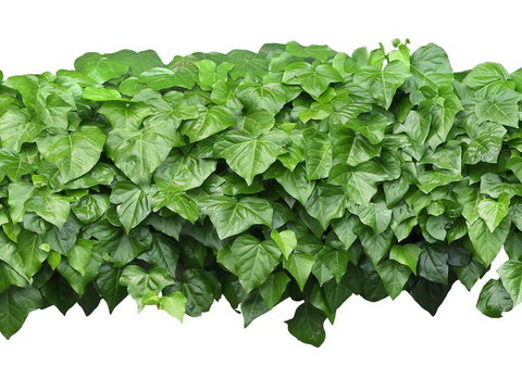 ivy shrub plant psd