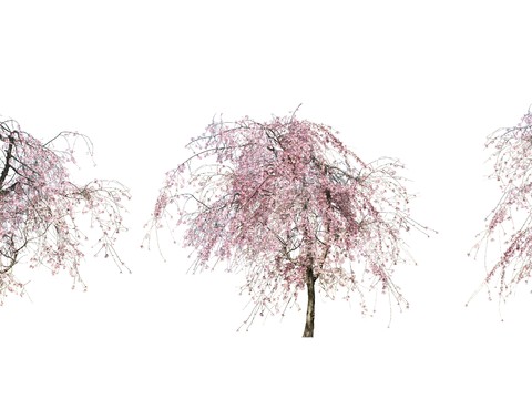 peach blossom tree trees landscape tree psd