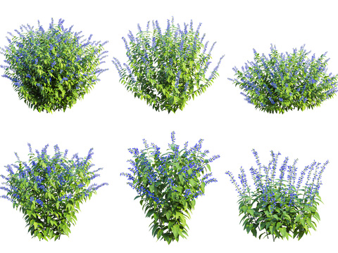 Modern Plant dark blue Sage