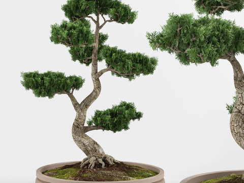 Neo-Chinese Style Cypress Bonsai