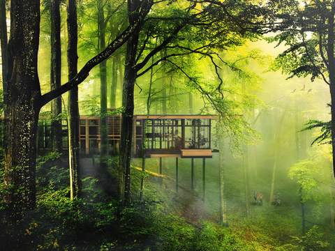 modern forest jungle landscape psd