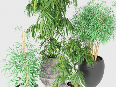 Modern bamboo potted plant