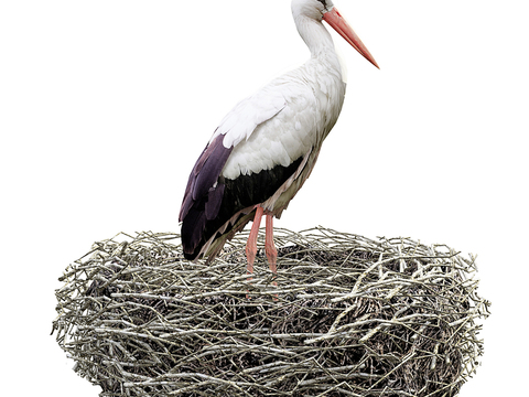 White Stork's Nest