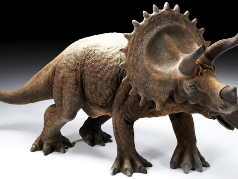 Triceratops dinosaur