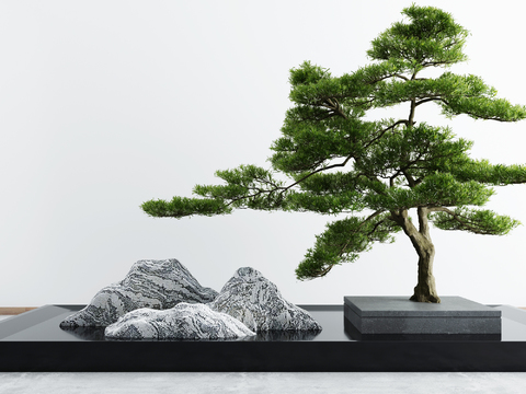 New Chinese Pine Tree Rock Landscape Sick