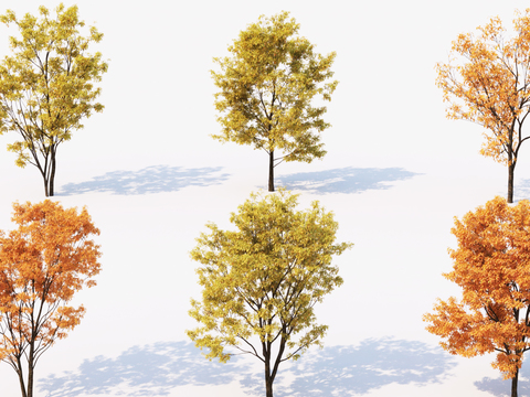 Modern Maple Landscape Tree