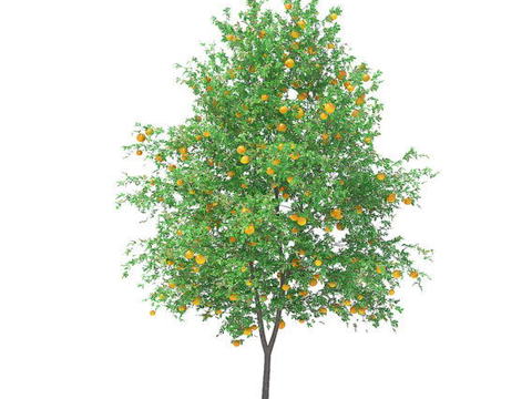 Modern Orange Tree Free