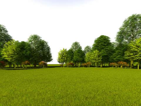 modern lawn big tree trees landscape tree psd