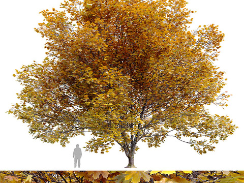 Autumn leaf tree big tree landscape tree free