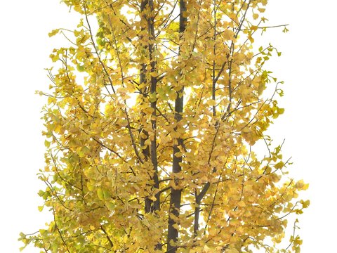 yellow leaf trees psd