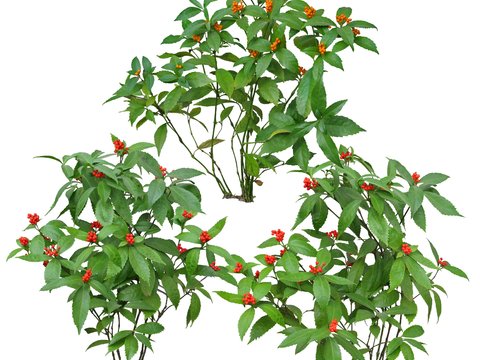 modern green plant shrub psd