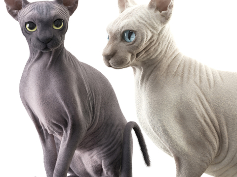 hairless cat pet cat