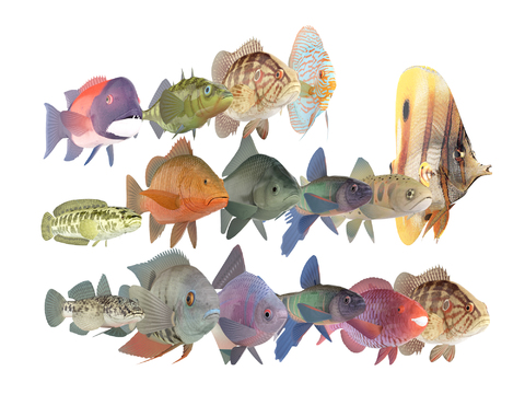 Modern Tropical Fish