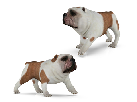 Modern English Bulldog