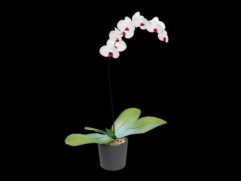 Modern White Phalaenopsis Flower Free