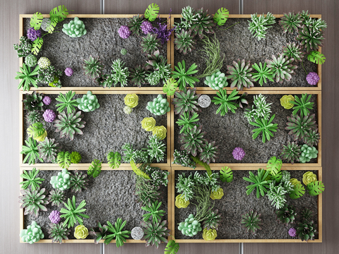 Modern succulent wall