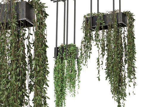 Green plant hanging basket