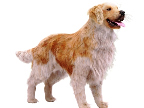 Modern Pet Little Golden Hair