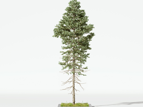 Modern long white pine trees