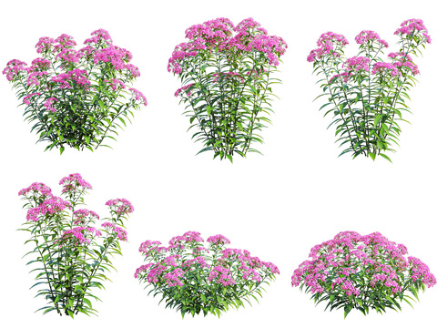 Modern pink spiraea