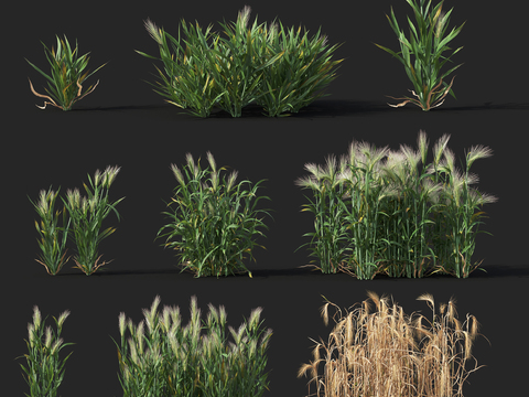 Modern Seedling Barley