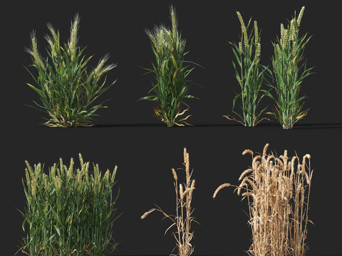 modern wheat crop