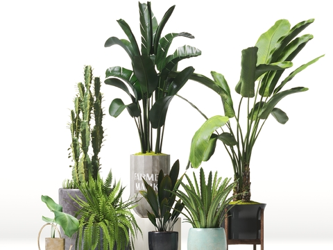 Modern potted plant combination