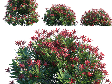 Modern Photinia bushes