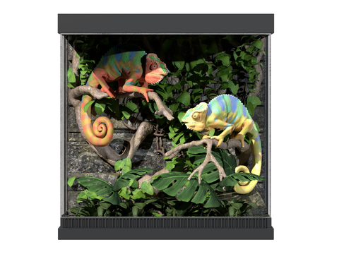 Modern Animal Lizard Chameleon Glass Dry Scene